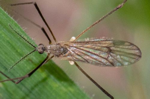 Ormosia sp.